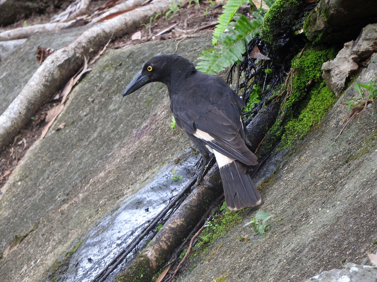 Pied Currawong - Chris Burwell