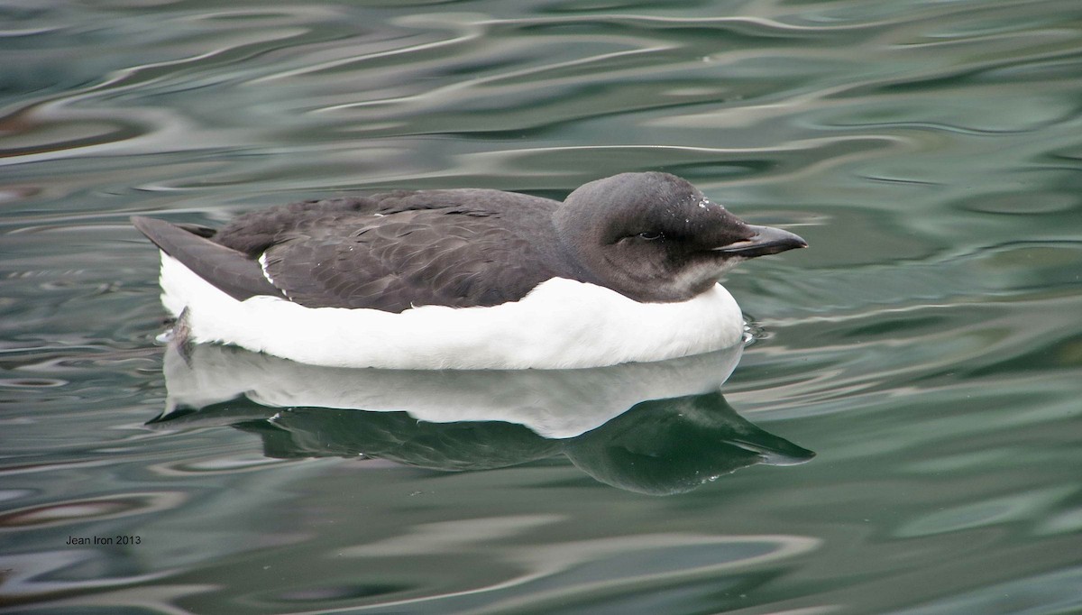 Thick-billed Murre - ML72001611