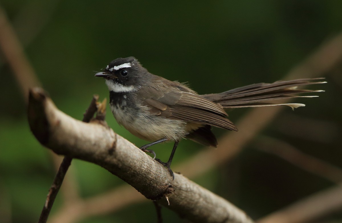 Spot-breasted Fantail - ML72001651