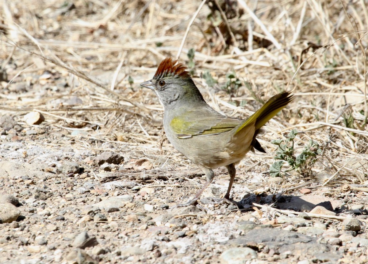 Green-tailed Towhee - Adam Dudley