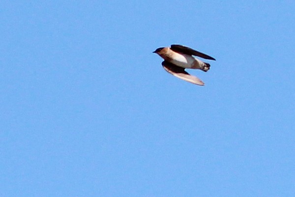Cave Swallow - ML72003501