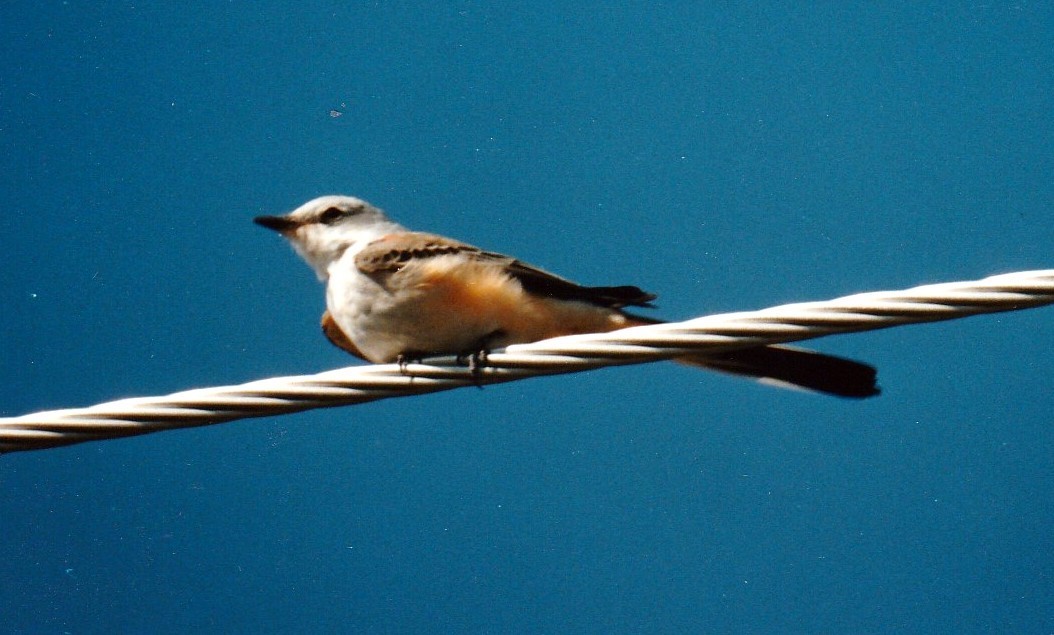 Scissor-tailed Flycatcher - Kayo Roy