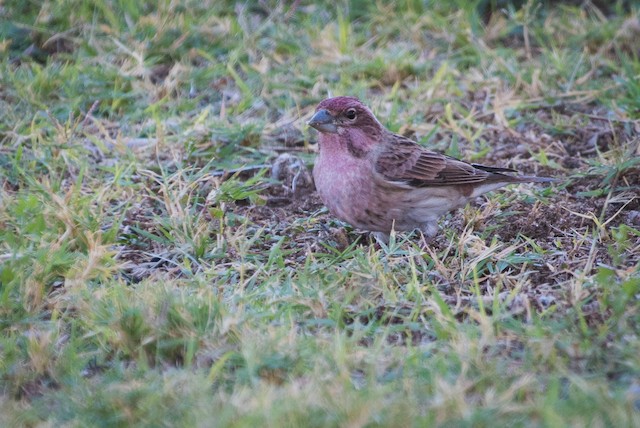 Cassin's Finch