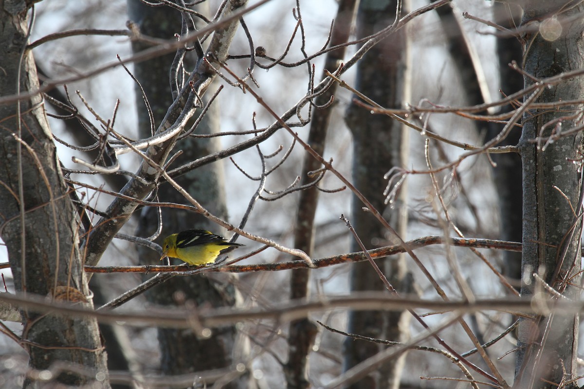 Western Tanager - ML72013721