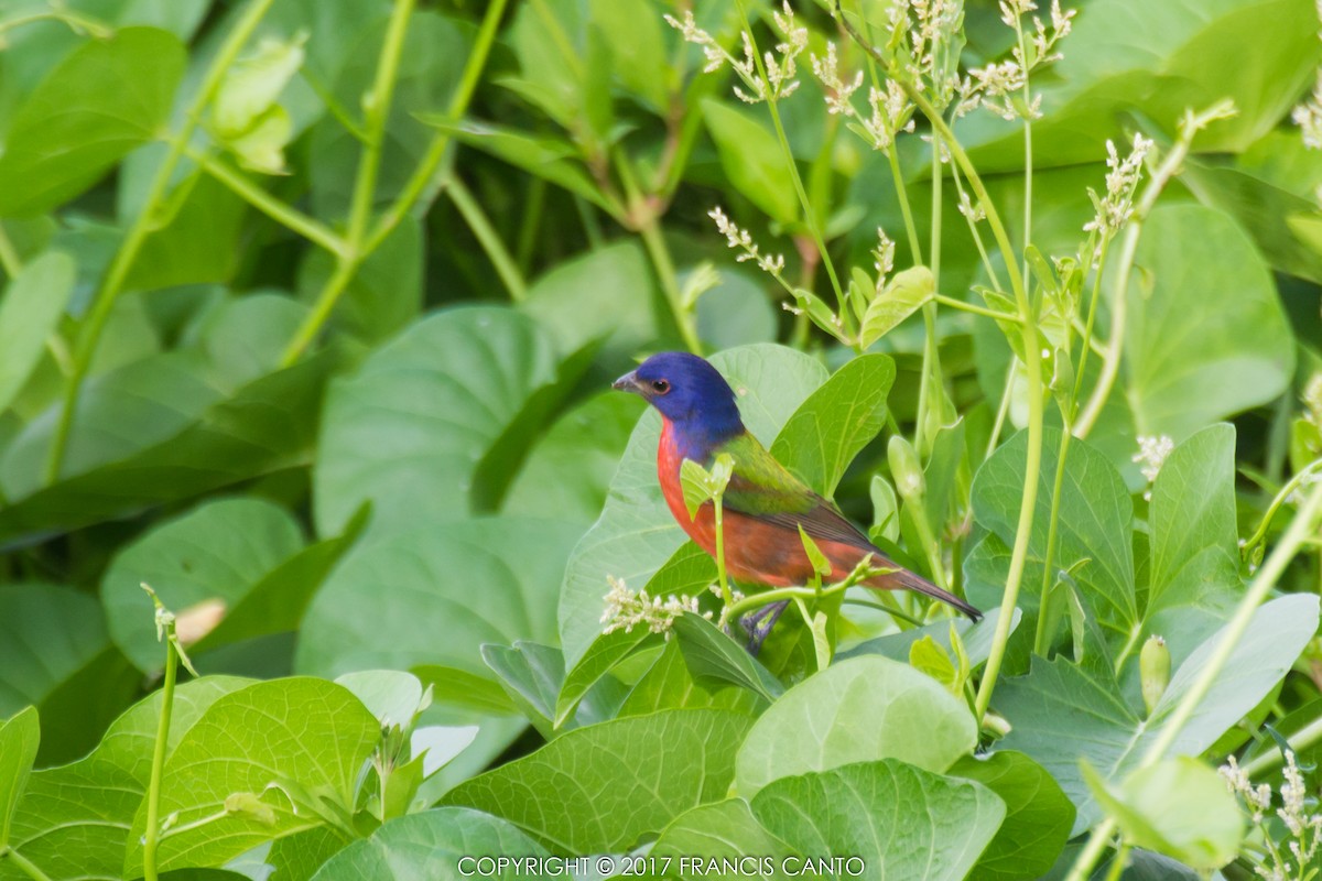 Painted Bunting - Francis Canto Jr