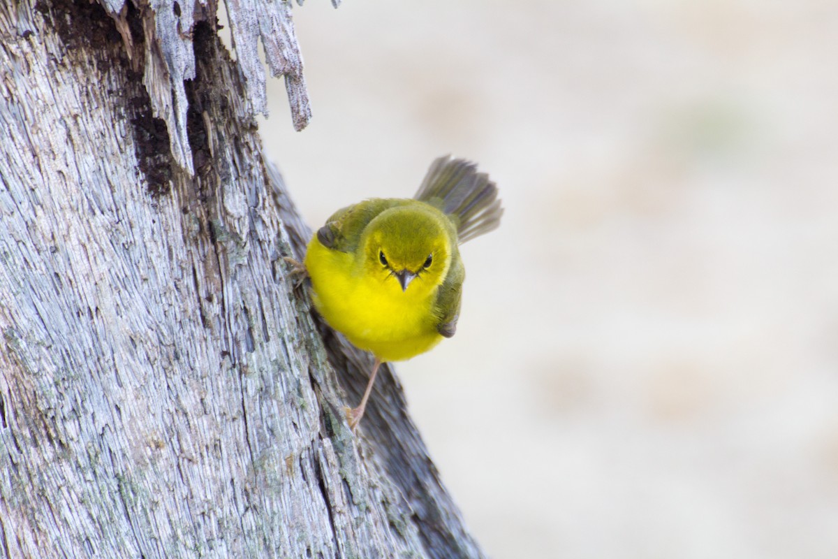 Hooded Warbler - Francis Canto Jr