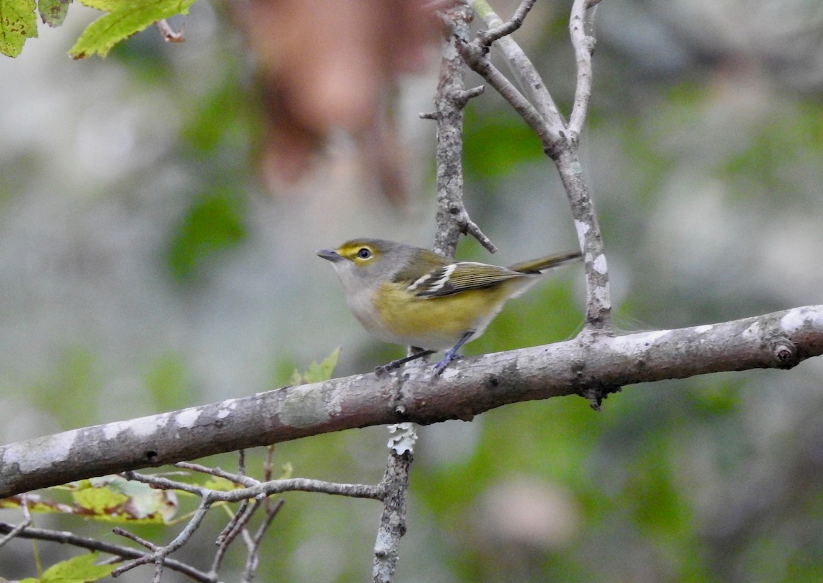 White-eyed Vireo - P Chappell