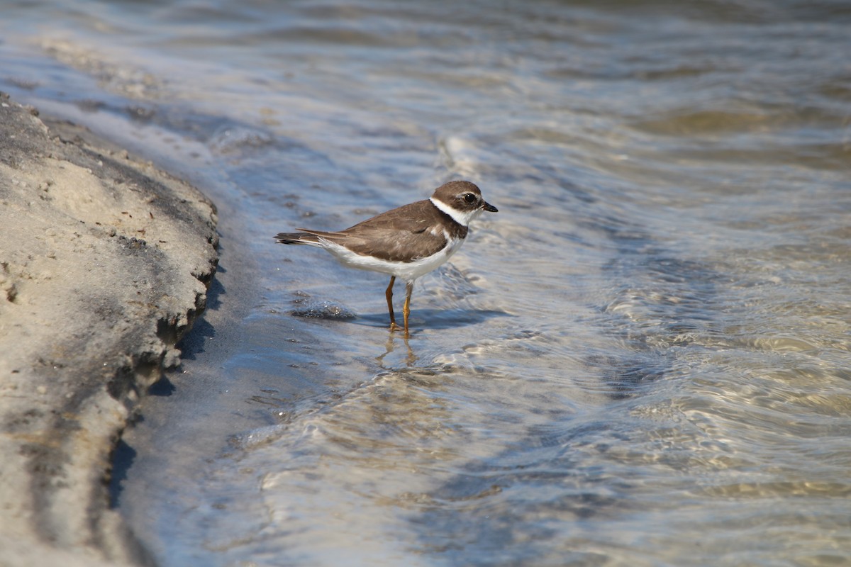 Semipalmated Plover - Susan Grantham
