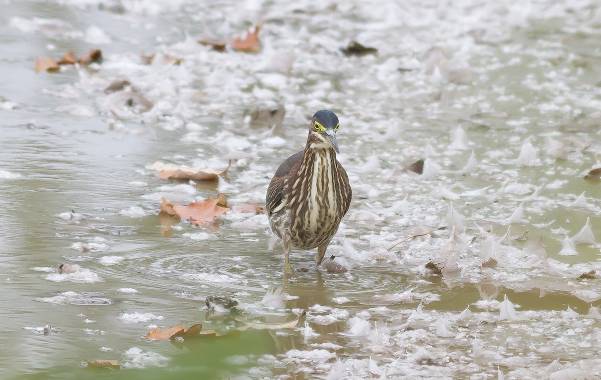 Green Heron - ML72024521