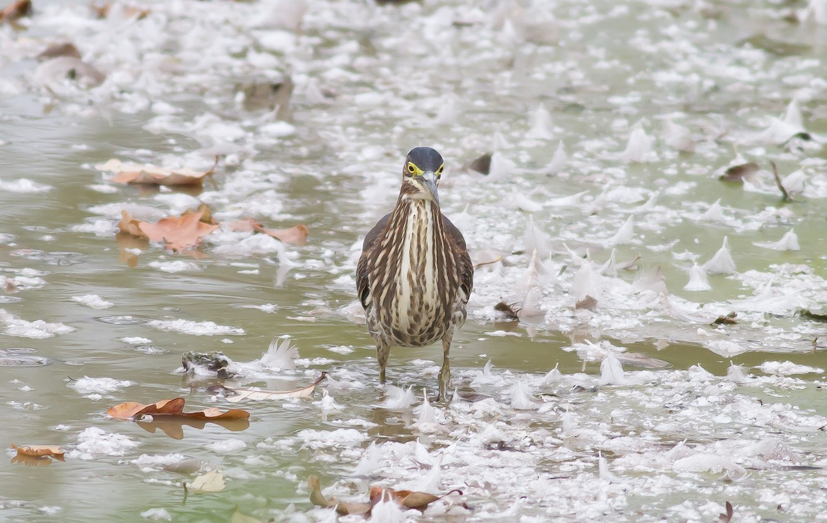 Green Heron - ML72024531