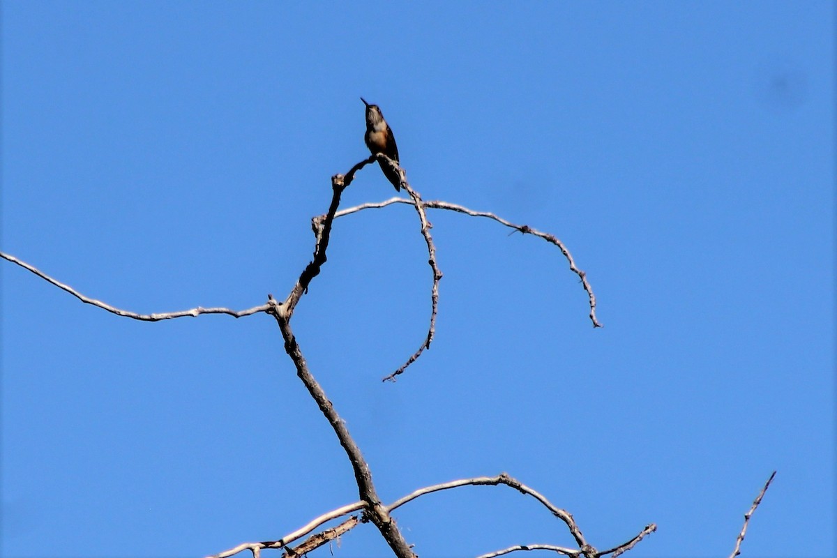 Широкохвостый колибри - ML72025311