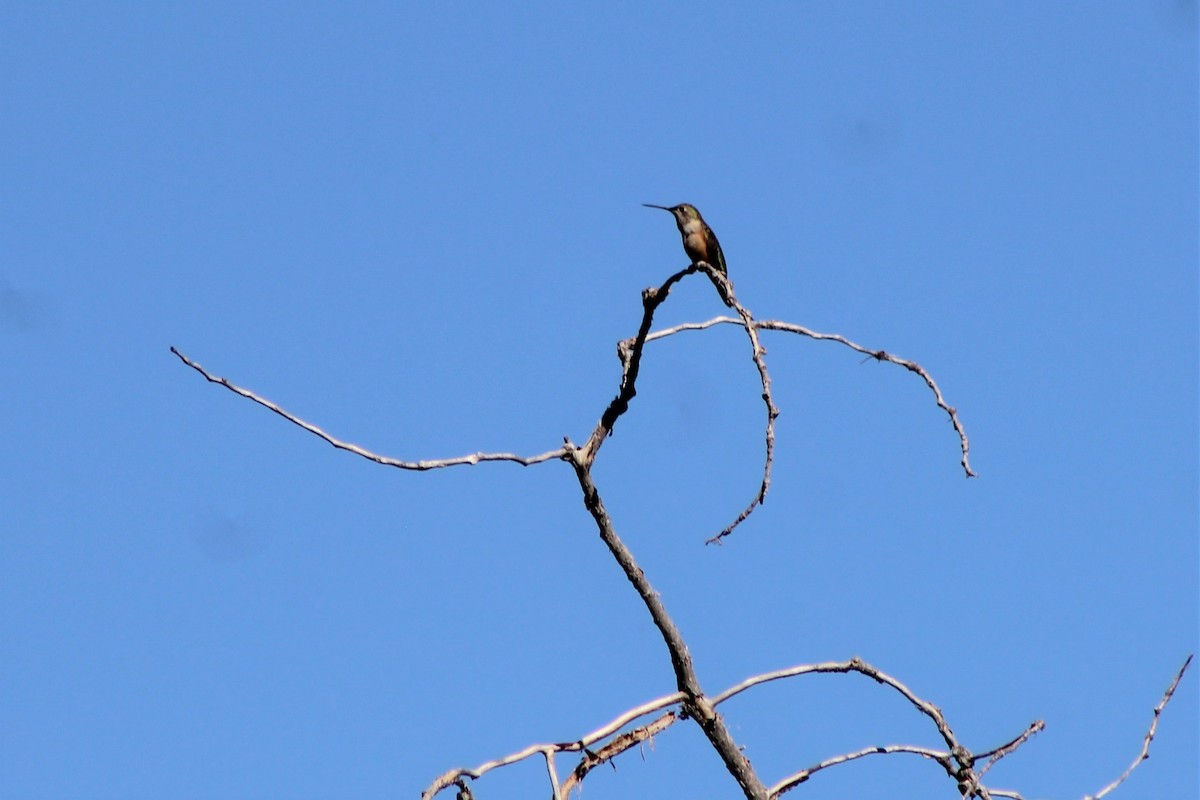 Broad-tailed Hummingbird - David Lerwill