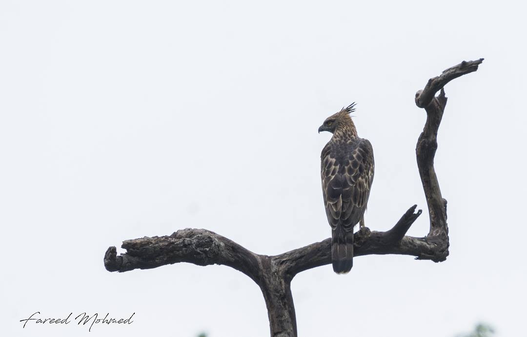 Changeable Hawk-Eagle (Crested) - Fareed Mohmed