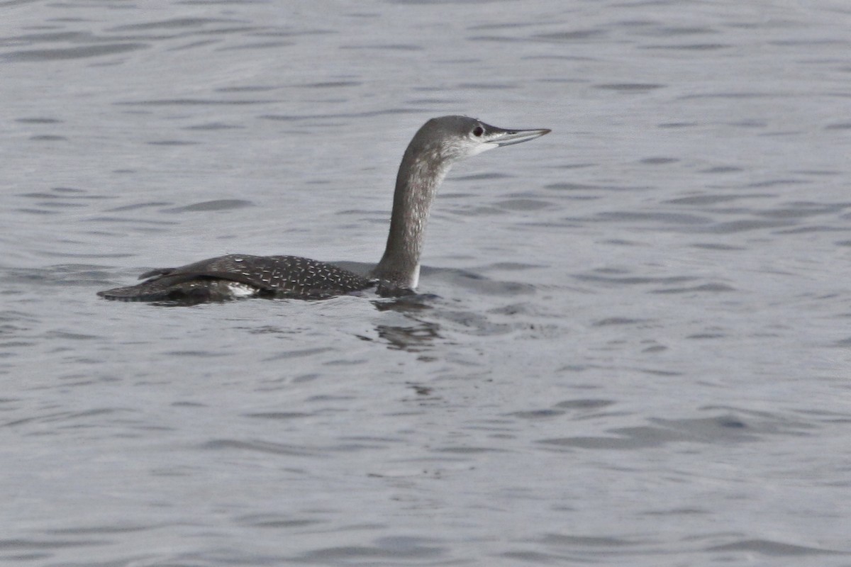 Red-throated Loon - ML72028931