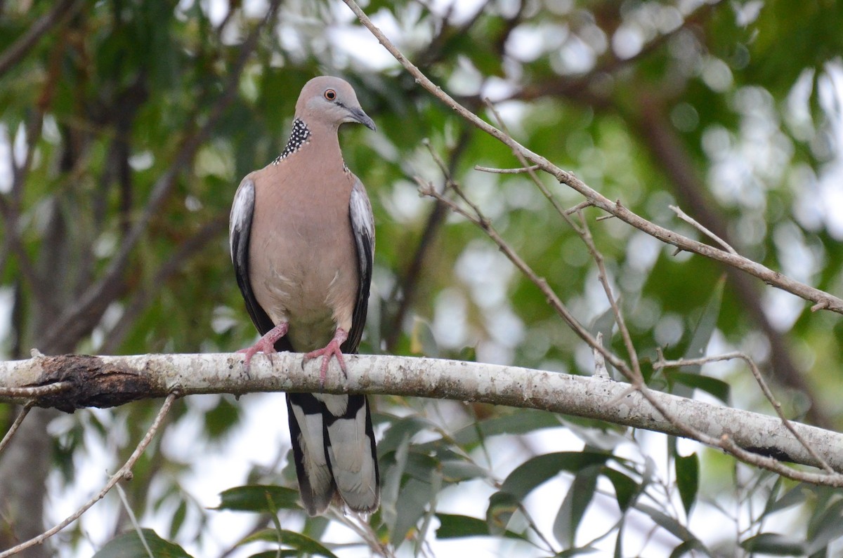 Spotted Dove - Stephen Haase