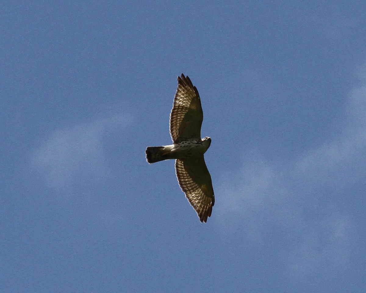 Broad-winged Hawk - ML72032471