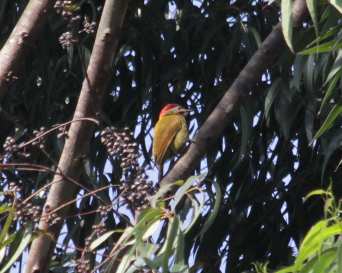 Golden-olive Woodpecker - Janet Rathjen