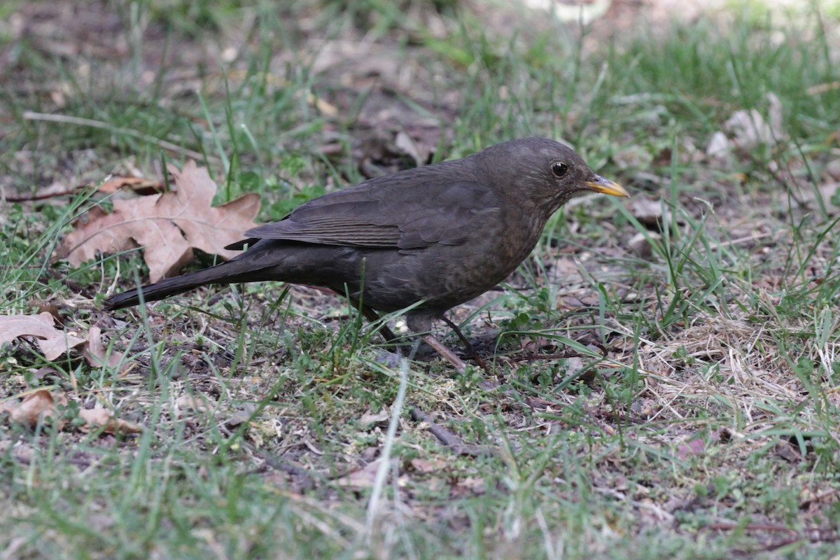 Eurasian Blackbird - Doug Korver