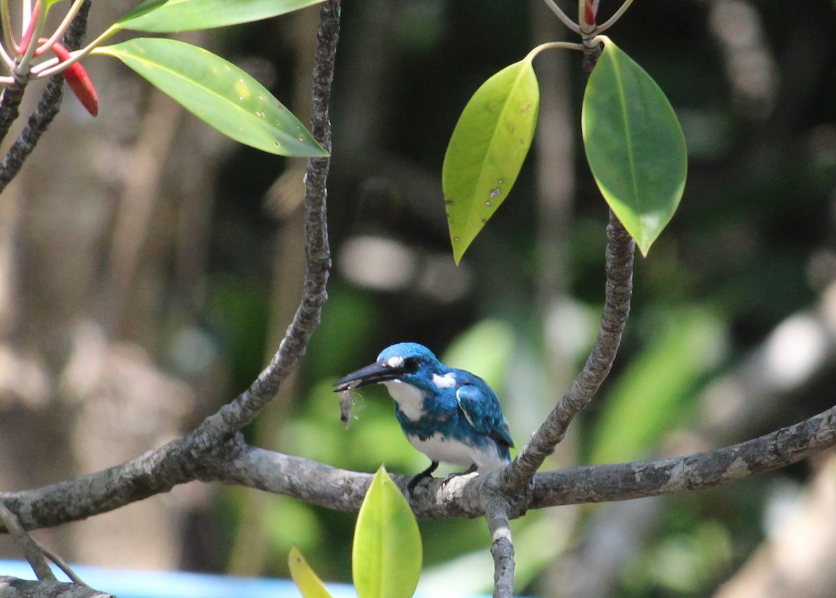 Small Blue Kingfisher - ML72035741