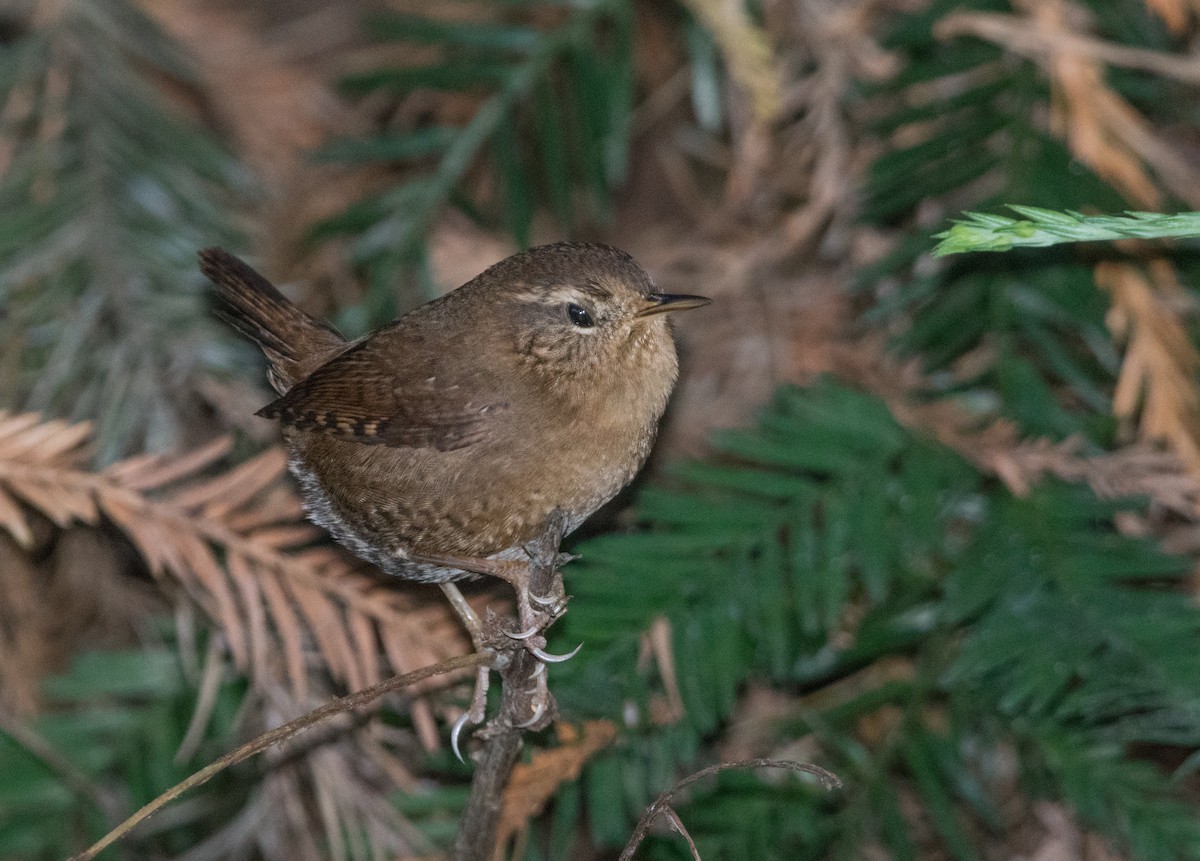 Pacific Wren (pacificus Group) - Justin Lawson