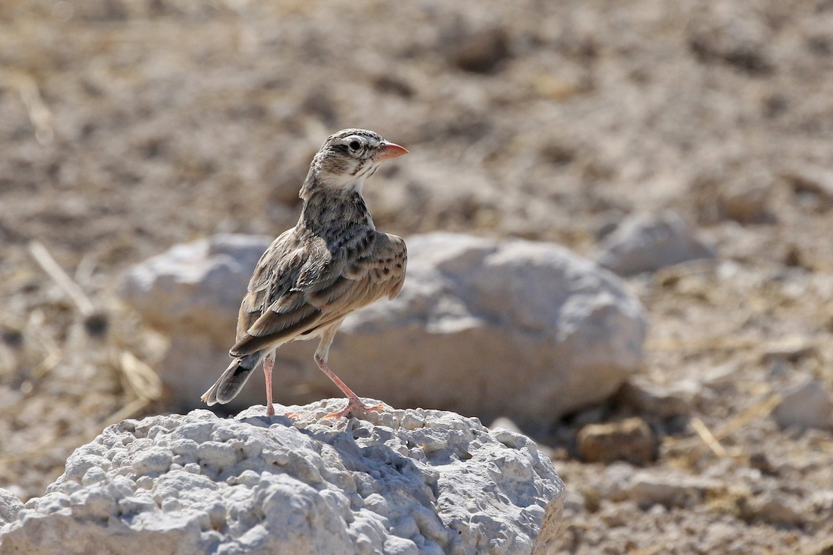Pink-billed Lark - Spizocorys conirostris - Birds of the World
