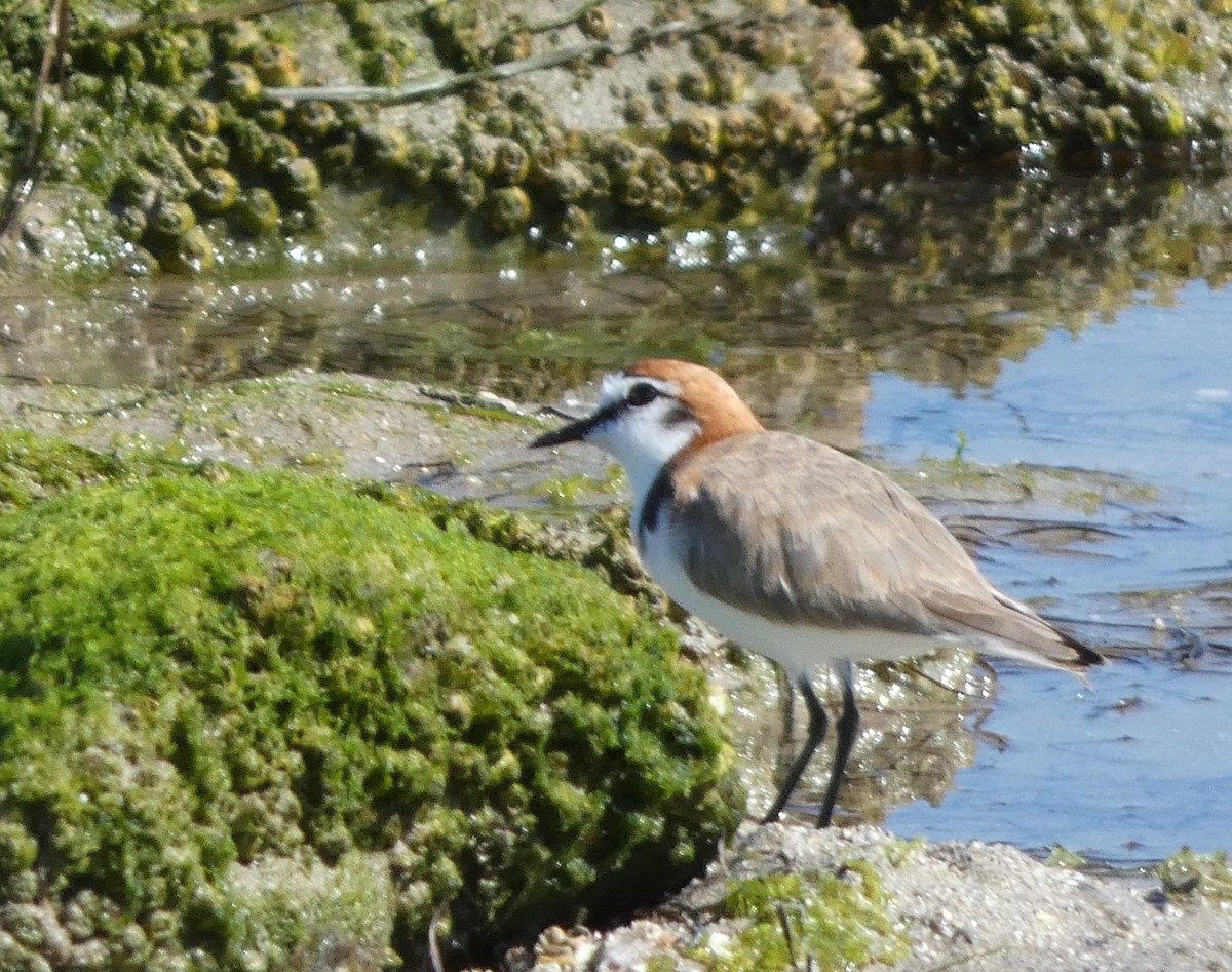 Red-capped Plover - Steven Pike
