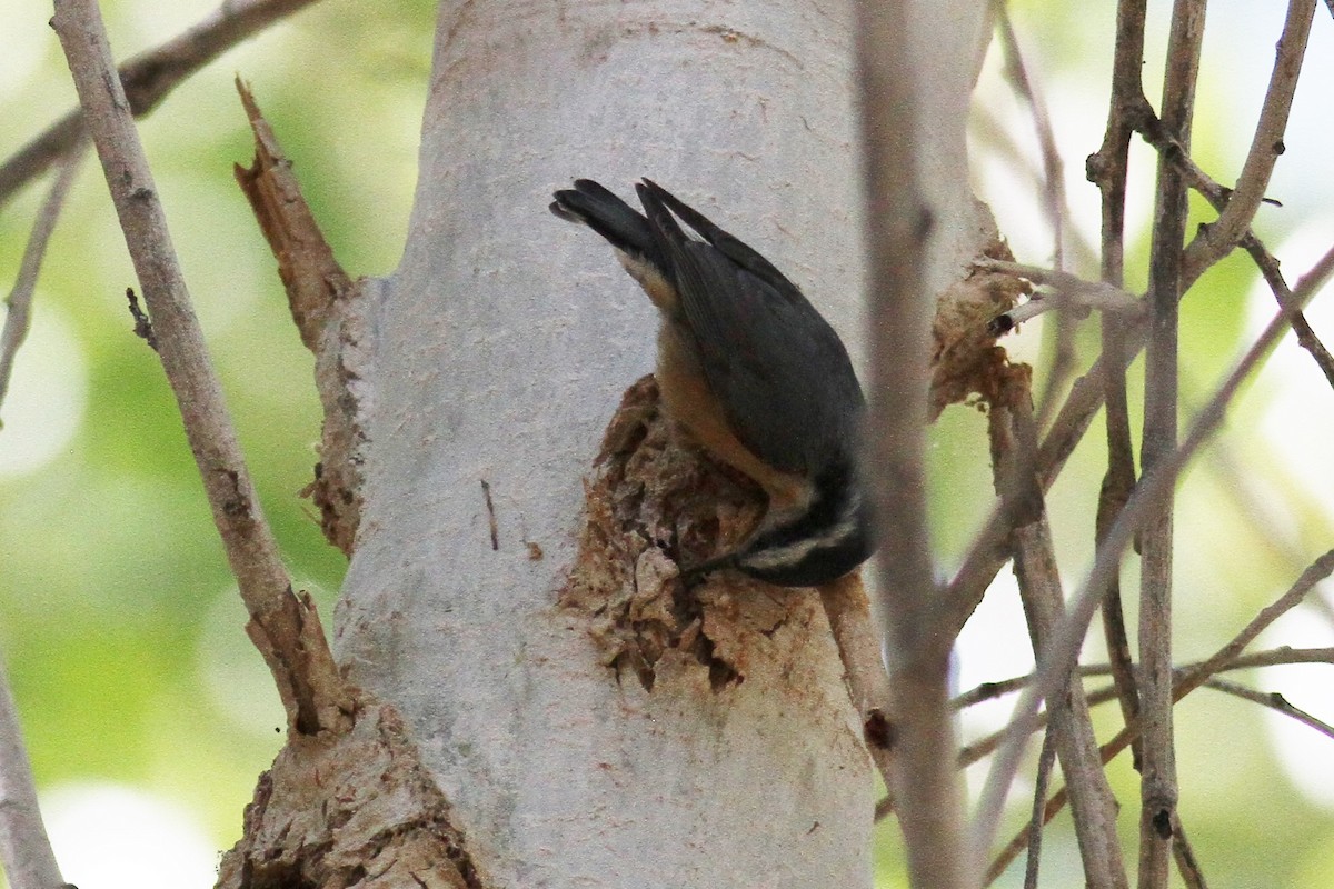 Red-breasted Nuthatch - ML72038431