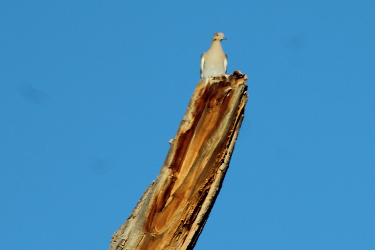 White-winged Dove - ML72039771