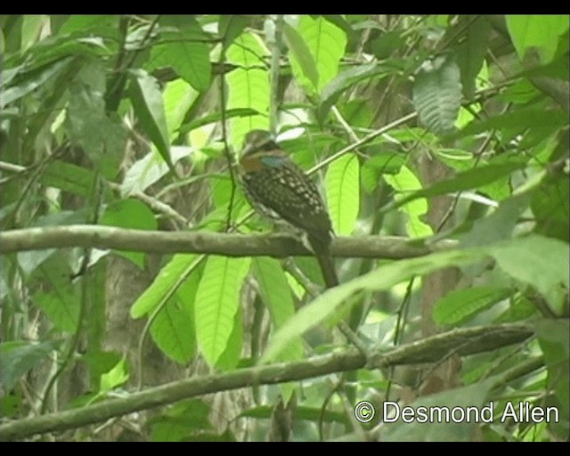 Spotted Kingfisher - ML720403