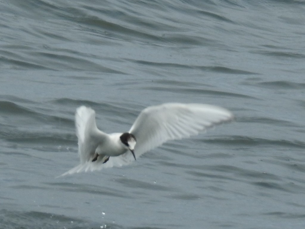 Arctic Tern - ML72041121
