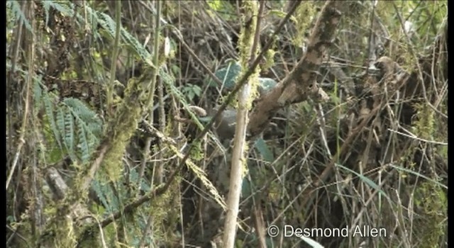 Philippine Bush Warbler - ML720412