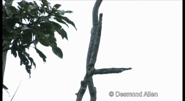 Sulu Pygmy Woodpecker - ML720417