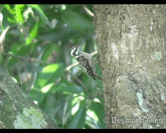 Philippine Pygmy Woodpecker - ML720418