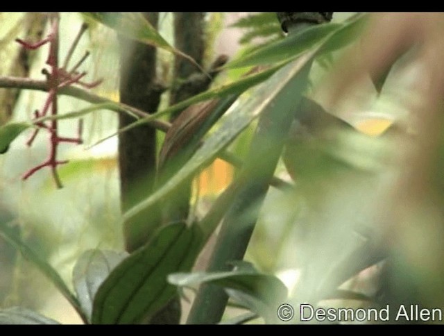 Yellow-crowned Flowerpecker - ML720428