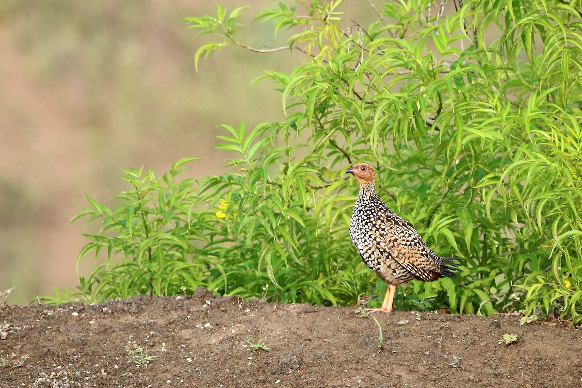 Painted Francolin - ML72042831