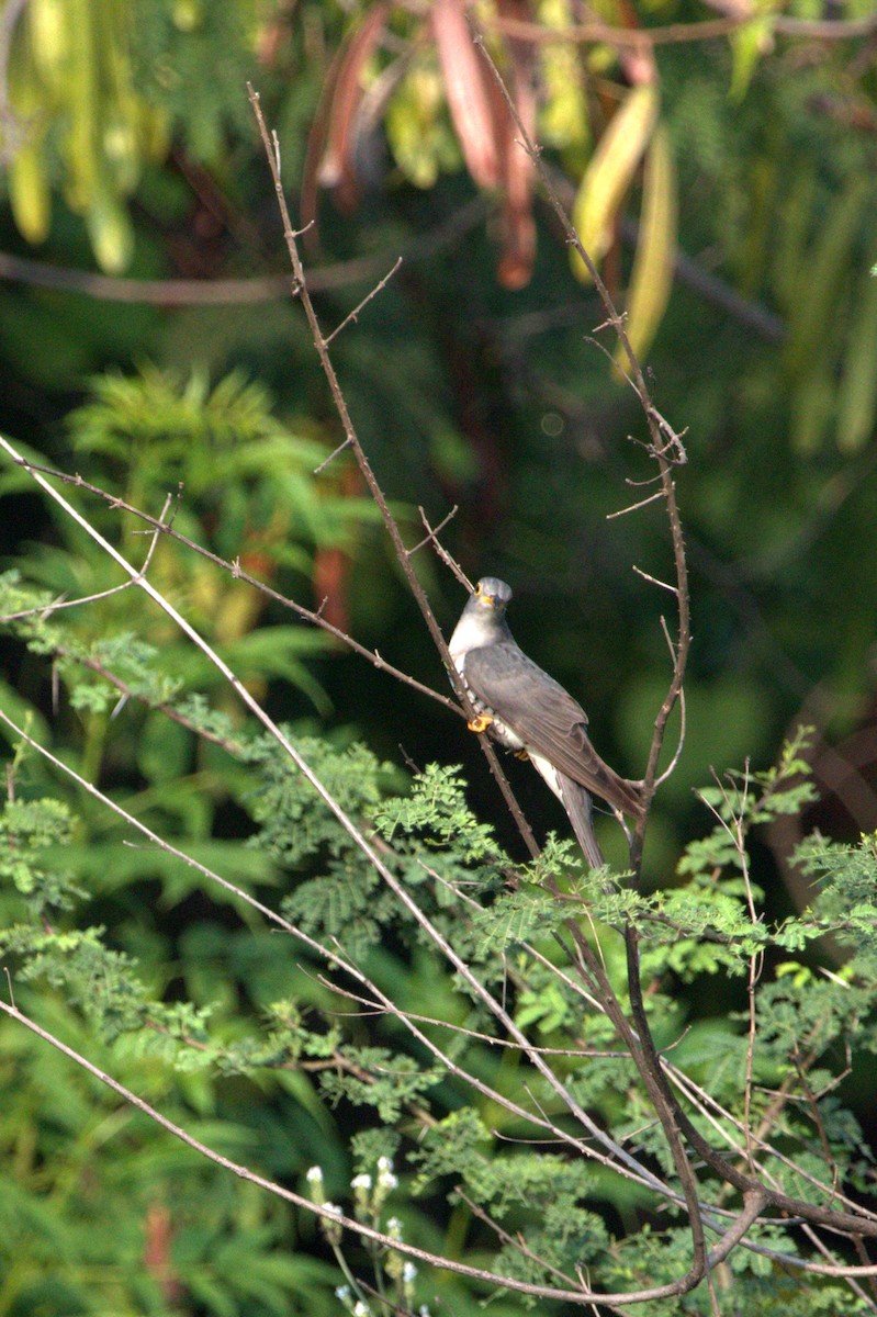 Common Cuckoo - ML72042871