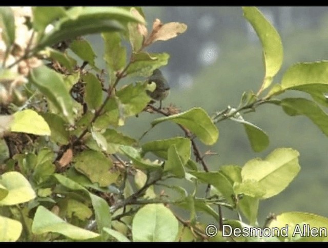 Pygmy Flowerpecker - ML720434
