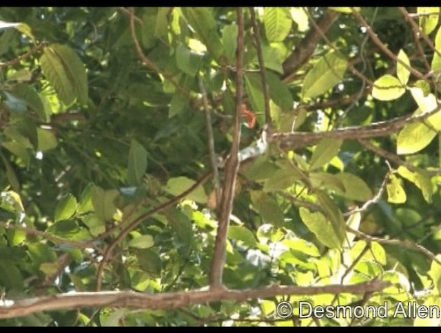 Orange-bellied Flowerpecker - ML720435