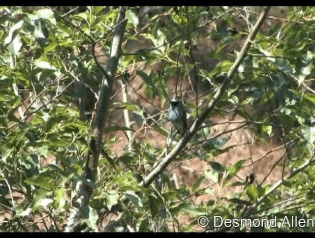 Turquoise Flycatcher - ML720438