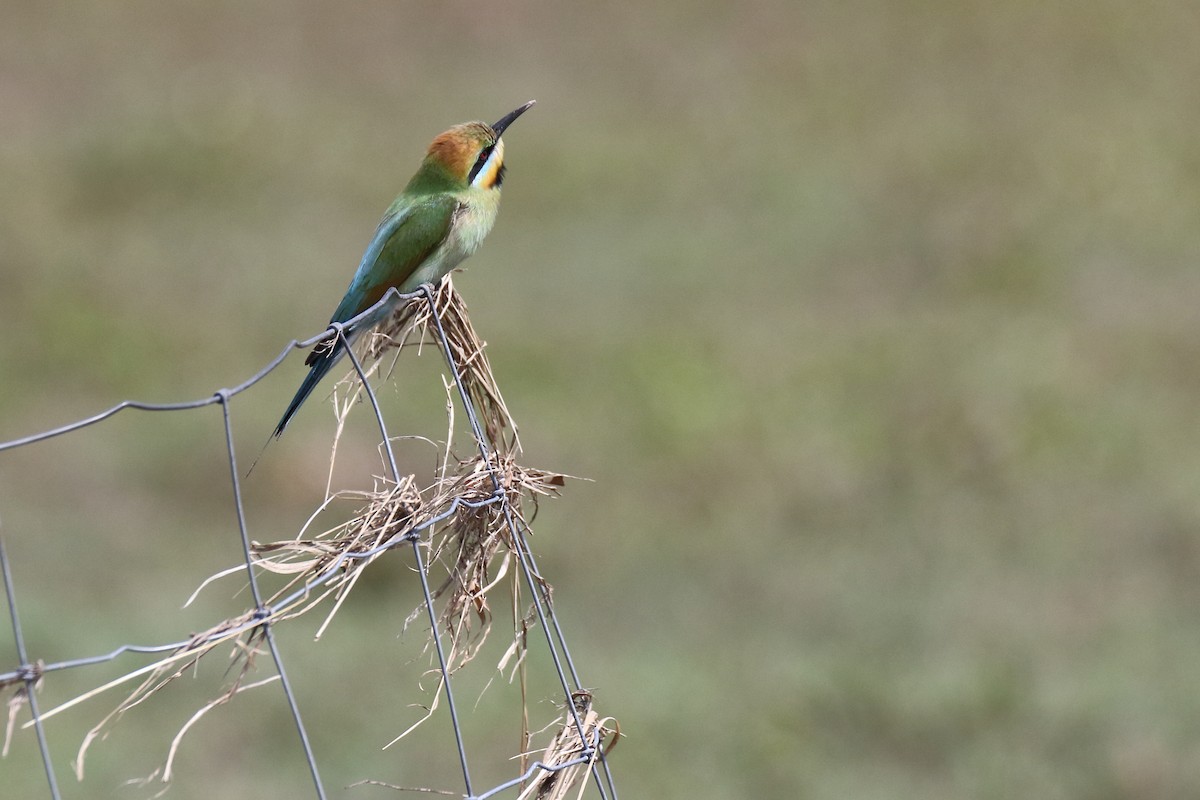 Rainbow Bee-eater - Chris Barnes