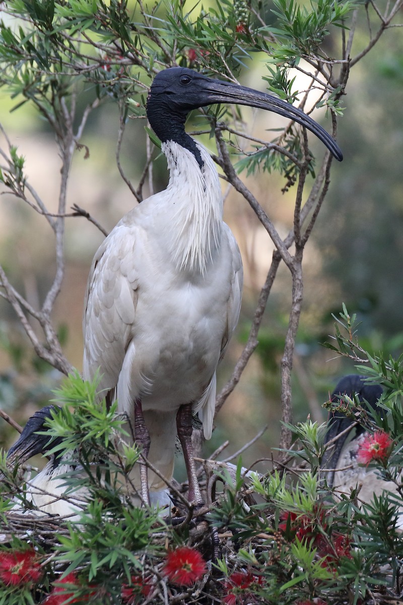 ibis australský - ML72044451
