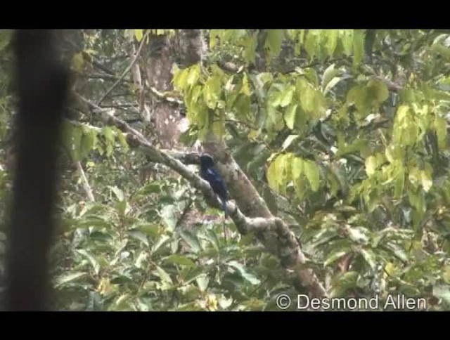 Philippine Fairy-bluebird - ML720476