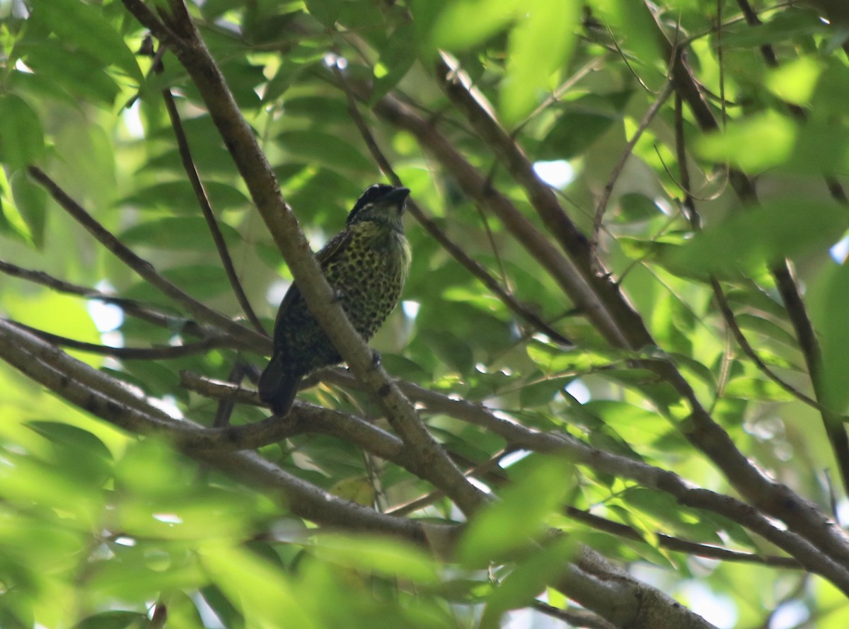 Hairy-breasted Barbet - ML72049041
