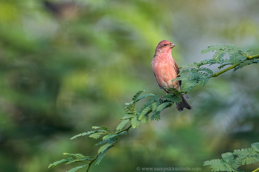 Common Rosefinch - Samyak Kaninde