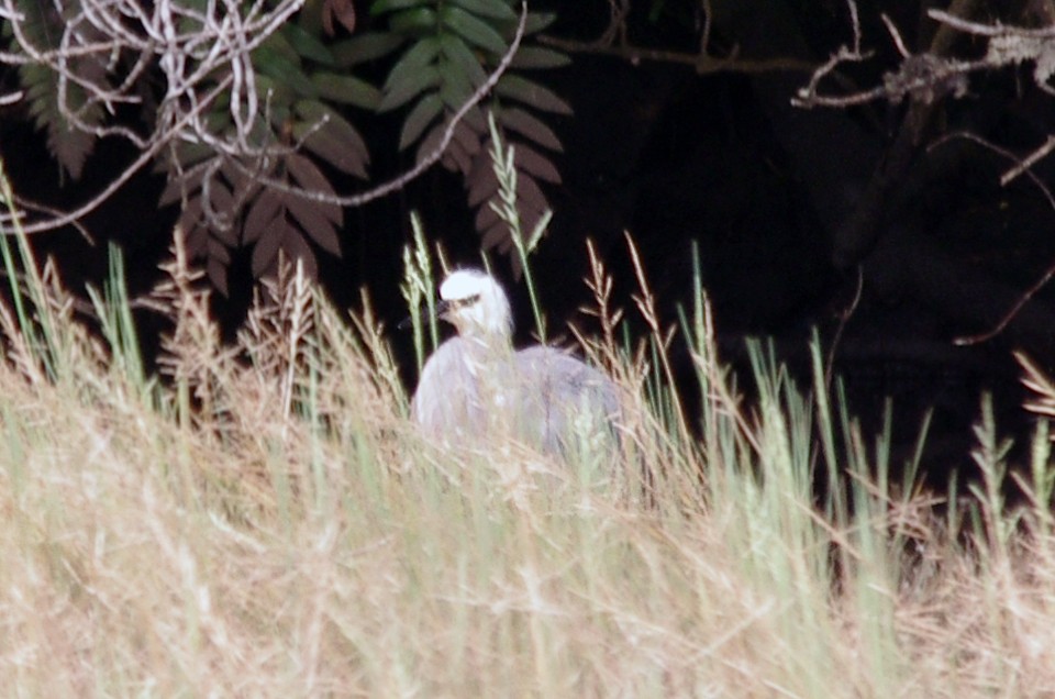 White-faced Heron - ML72052071