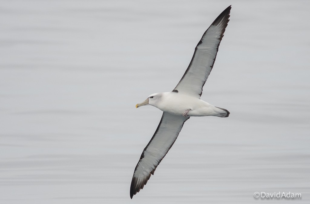 White-capped Albatross - David Adam