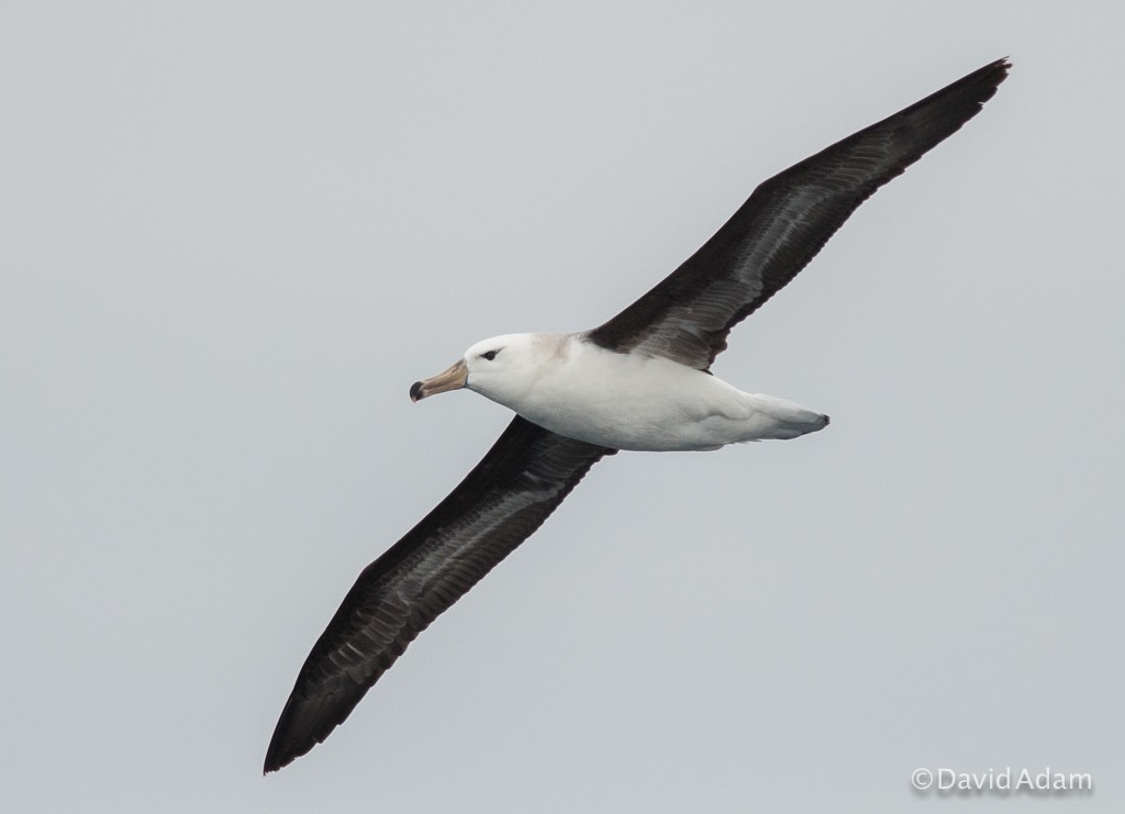 Black-browed Albatross - David Adam