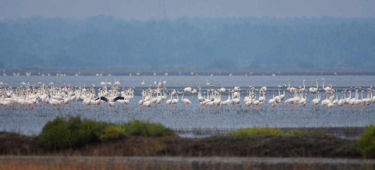 Greater Flamingo - Rajesh Radhakrishnan