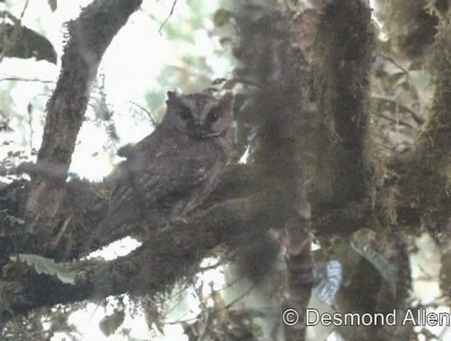 Philippine Scops-Owl - ML720532