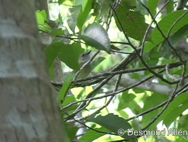  - Yellow-bellied Whistler